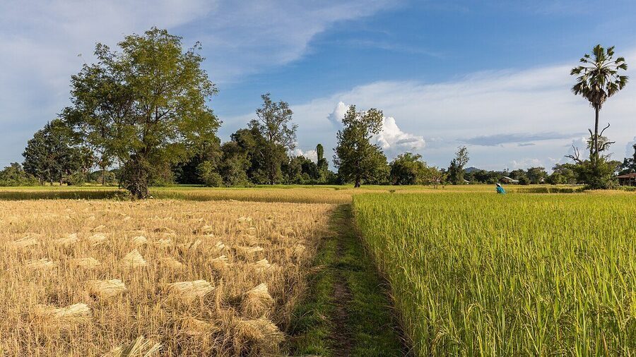 Alipurduar Paddy Rice