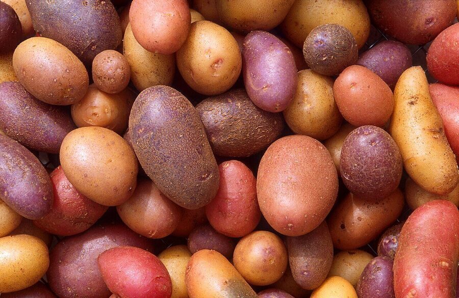 Alipurduar Potatoes