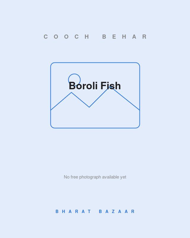 Boroli Fish (Hilsa of North Bengal)