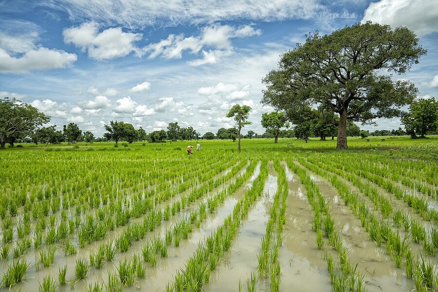 Local Paddy and Mustard (District Agricultural Produce)