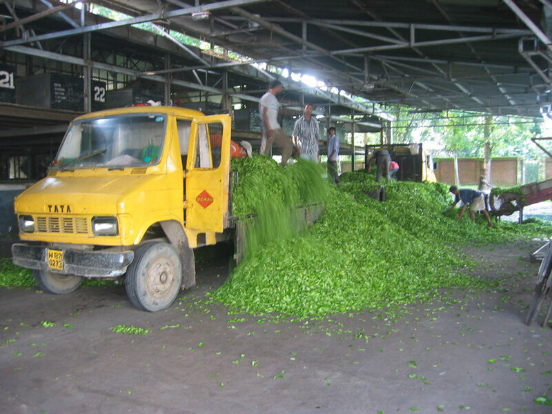 Dooars Tea
