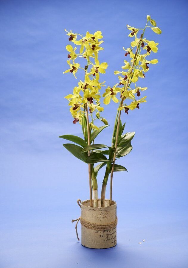 Potted orchids and flowering plants (floriculture)
