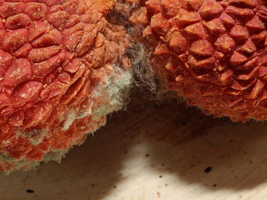 Malda (Bombai) Litchi
