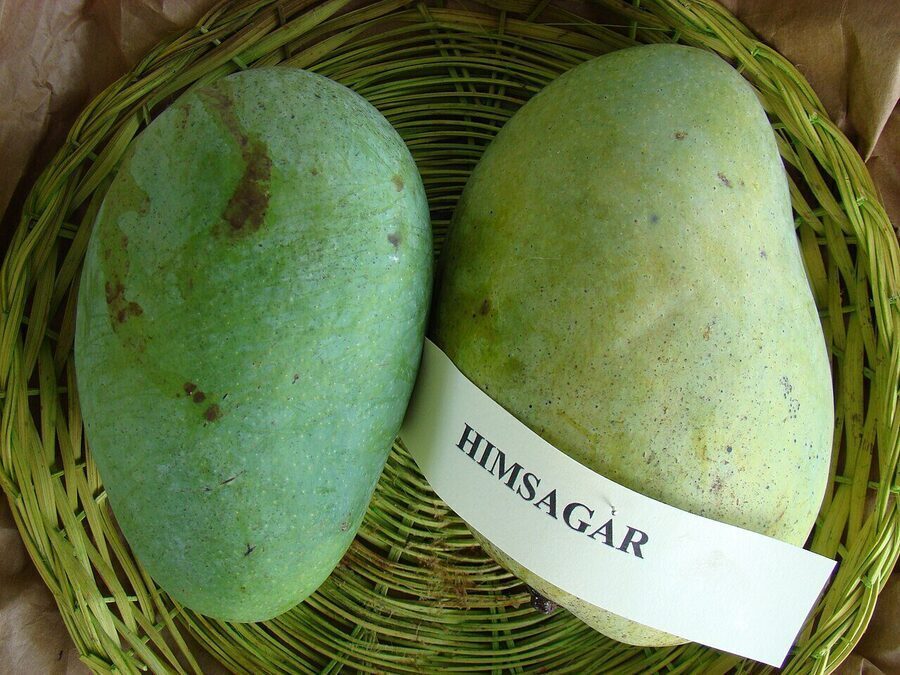 Himsagar Mango (Malda Himsagar)