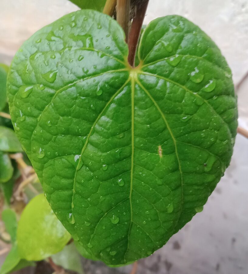 Betel Leaf (Pana Patta)