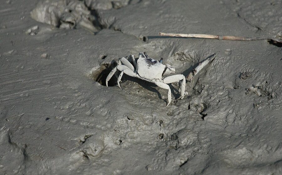 Sundarban Mud Crab (Khagra)