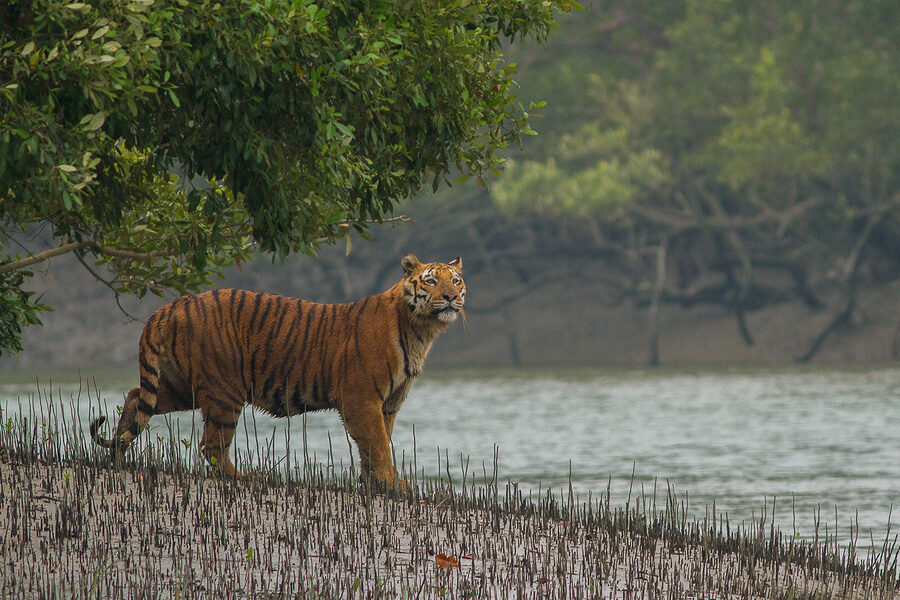 Sundarban Tiger Prawn (Bagda Chingri)